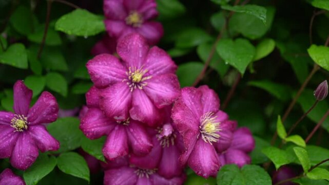 Magenta clematis flowers covered in fresh raindrops