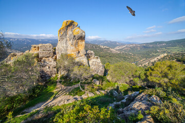 Griffon vulture flying over Reina Mora baths, Cadiz, Spain © Cavan