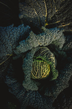 Dramatic close up view of dark kale leaves