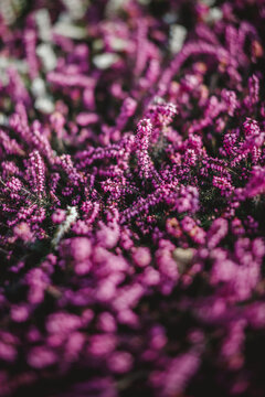 Detailed close up of blooming purple heather