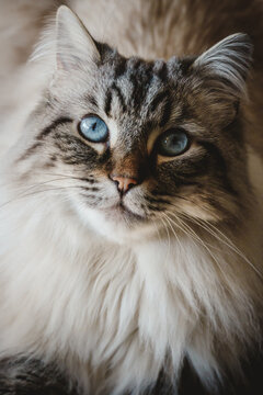 A beautiful fluffy cat with striking blue eyes