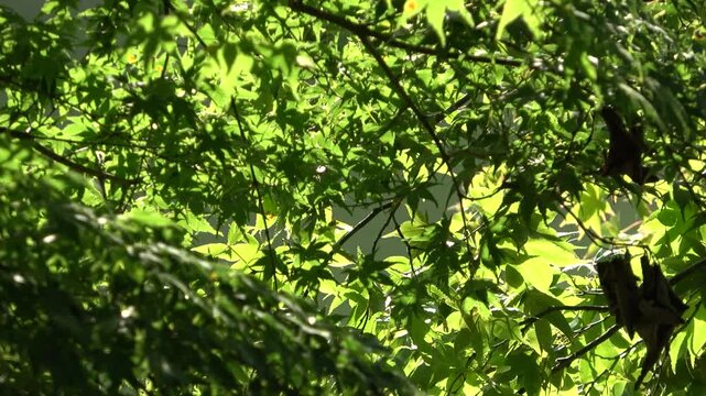 光に輝く青もみじ　清涼感あふれる背景映像　日本、和風イメージの素材（侘び寂び、和菓子、和食、旅館等）