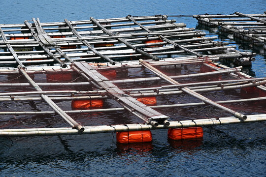 Bamboo fish farm cages floating on blue water