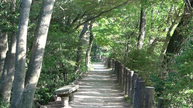 Peaceful Forest Pathway with Wooden Fence and Stone Bench Under Tree Canopy