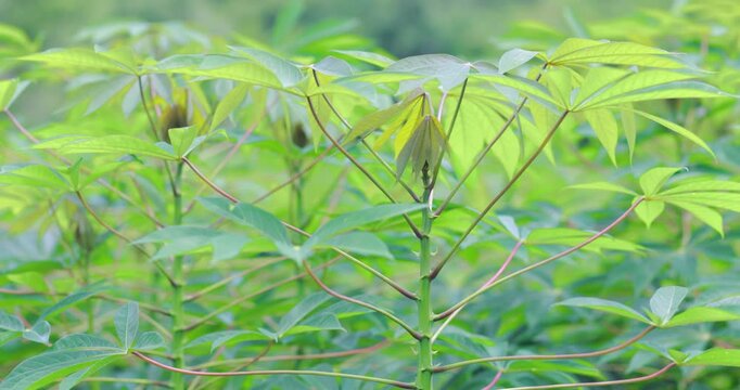 Cassava plants with fresh green leaves growing in a tropical farm under natural light, sustainable agriculture, food crops, cultivation, and rural farming