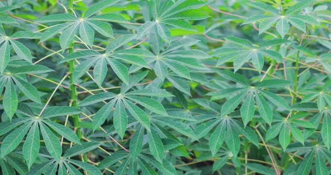Cassava plants with fresh green leaves growing in a tropical farm under natural light, sustainable agriculture, food crops, cultivation, and rural farming