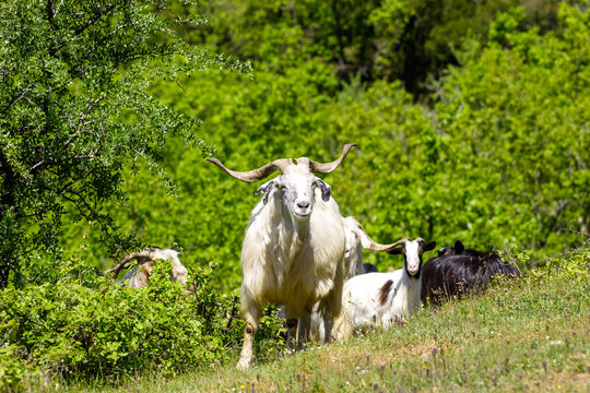 A herd of goats, including a large white goat with impressive horns, graze in a lush green field on a sunny day.