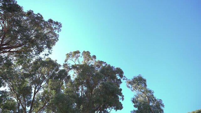Static shot of some trees as a circular camera filter is removed from the lens changing the exposure of the scene.