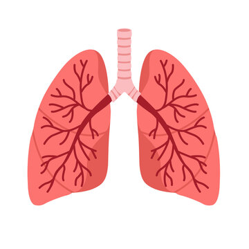 Healthy human lungs transparent background. Anatomical respiratory organ diagram in healthy pink color isolated on a transparent background.	