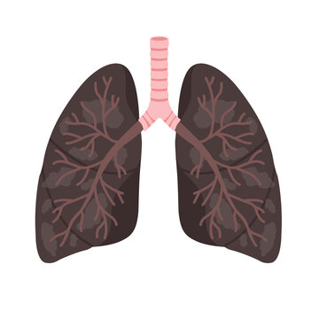 Unhealthy human lungs diseased by smoking or respiratory illness. Flat style anatomical illustration of completely black damaged lungs, transparent background