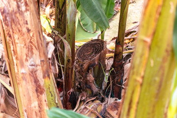 Obraz premium Tall green stalks rise from earthy ground