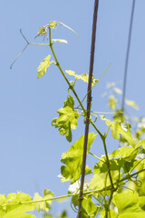 Obraz premium Fresh grapevine shoots climb against clear blue sky