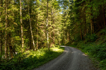 Curving gravel forest road through lush mixed woodland with sunlight filtering between trees, peaceful summer landscape ideal for travel, hiking, nature and outdoor adventure themes. © Anna