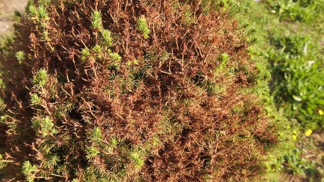 a dry tree grows back