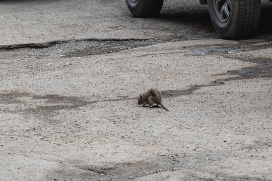 Rat on a city road with potholes and parked cars.