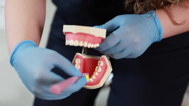Gloved hands brushing teeth on open dental model with hinged jaws, showing oral hygiene instruction, cleaning technique, and detailed teeth exposure for training use