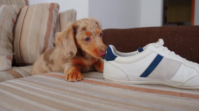 Curious dachshund puppy investigating and biting a white sneaker on a striped sofa, showing playful and mischievous pet behavior.