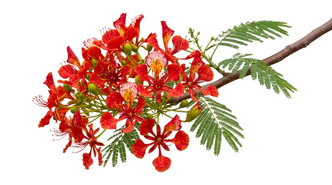 Royal Poinciana Flame Tree Bouquet Stock Photo - Vibrant Red and White Tropical Flowers Isolated on Solid White Background