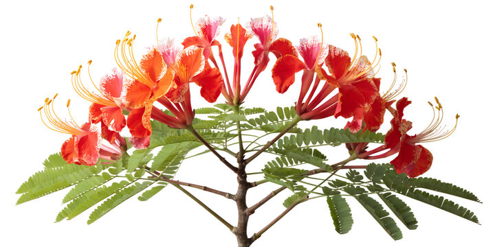 Royal Poinciana Flame Tree Bouquet Stock Photo - Vibrant Red and White Tropical Flowers Isolated on Solid White Background