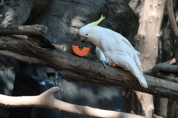 white cockatoo in a zoo in chiang mai in thailand  © frdric