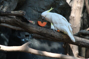 white cockatoo in a zoo in chiang mai in thailand  © frdric