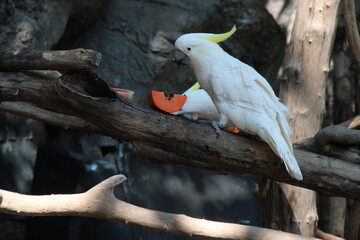 white cockatoo in a zoo in chiang mai in thailand  © frdric