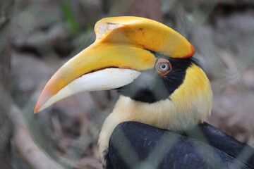 hornbill in a zoo in chiang mai in thailand  © frdric