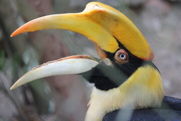 hornbill in a zoo in chiang mai in thailand  © frdric