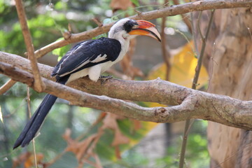 Obraz premium toucan (?) in a zoo in chiang mai in thailand 