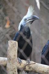 Obraz premium toucan (?) in a zoo in chiang mai in thailand 