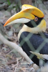 hornbill in a zoo in chiang mai in thailand  © frdric