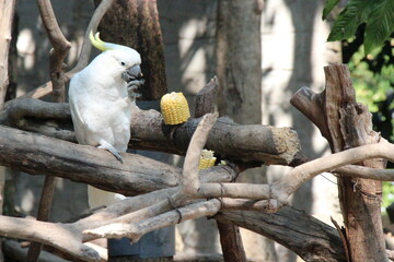 white cockatoo in a zoo in chiang mai in thailand  © frdric