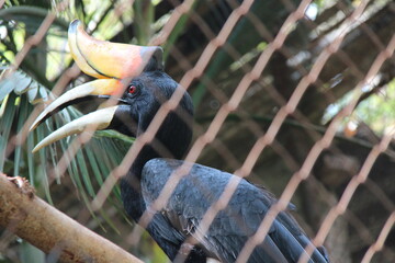 hornbill in a zoo in chiang mai in thailand  © frdric