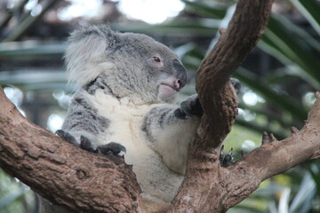 Fototapeta premium koala in a zoo in chiang mai in thailand 