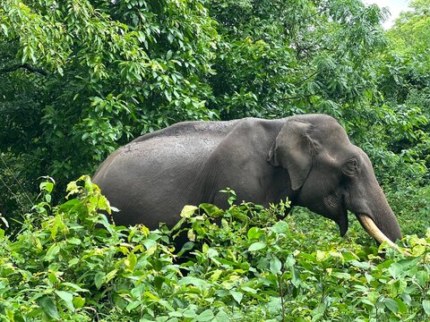 Asian elephant with tusk walking through dense green forest vegetation, showing natural wildlife behavior, textured skin and tropical jungle habitat in a peaceful nature conservation setting.