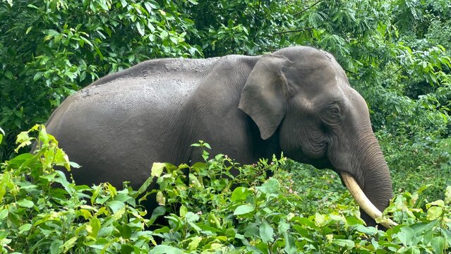 Asian elephant with tusk walking through dense green forest vegetation, showing natural wildlife behavior, textured skin and tropical jungle habitat in a peaceful nature conservation setting.