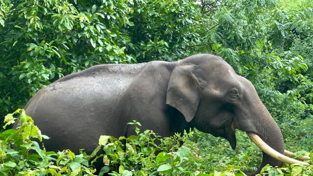 Asian elephant with tusk walking through dense green forest vegetation, showing natural wildlife behavior, textured skin and tropical jungle habitat in a peaceful nature conservation setting.
