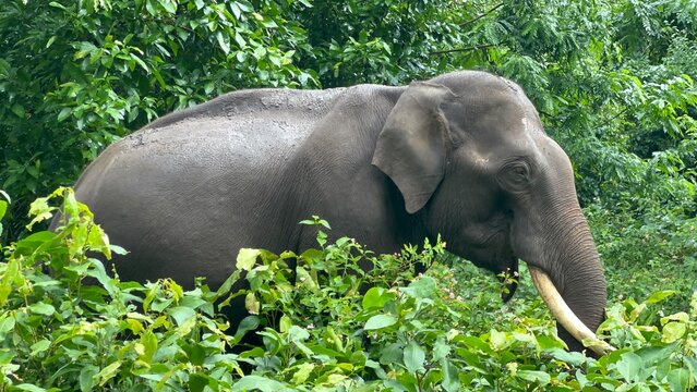 Asian elephant with tusk walking through dense green forest vegetation, showing natural wildlife behavior, textured skin and tropical jungle habitat in a peaceful nature conservation setting.