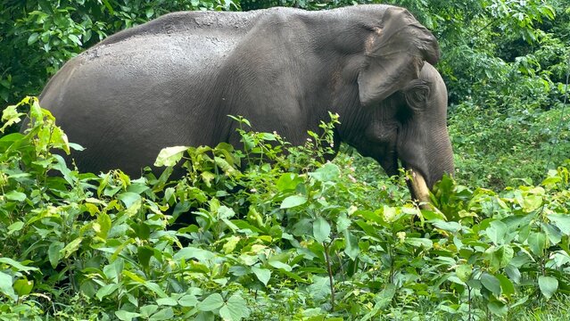 Asian elephant with tusk walking through dense green forest vegetation, showing natural wildlife behavior, textured skin and tropical jungle habitat in a peaceful nature conservation setting.