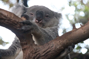 koala in a zoo in chiang mai in thailand  © frdric