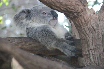 koala in a zoo in chiang mai in thailand  © frdric