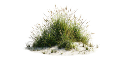 Fototapeta premium Lush green dune grass growing on white beach sand isolated on a black background