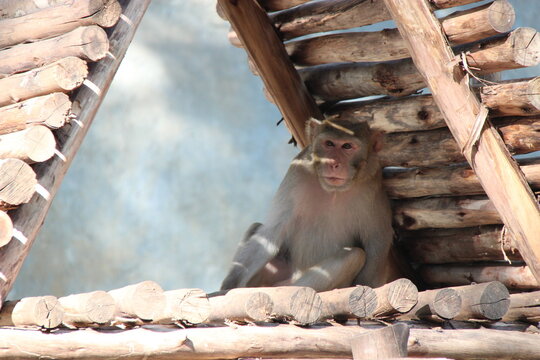 macaque in a zoo in chiang mai in thailand 