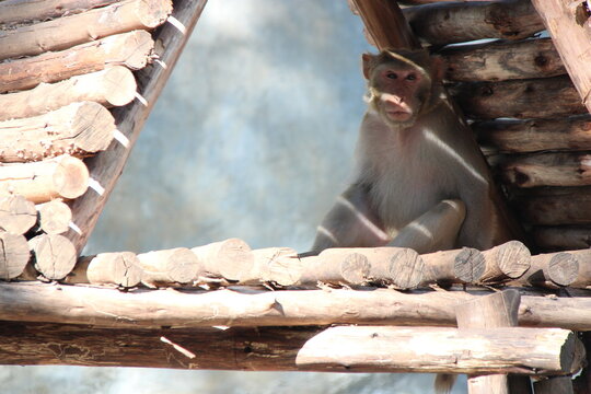 macaque in a zoo in chiang mai in thailand 
