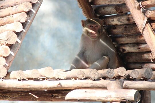 macaque in a zoo in chiang mai in thailand 