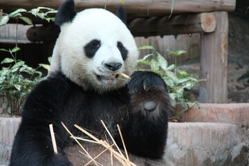 giant panda in a zoo in chiang mai in thailand  © frdric