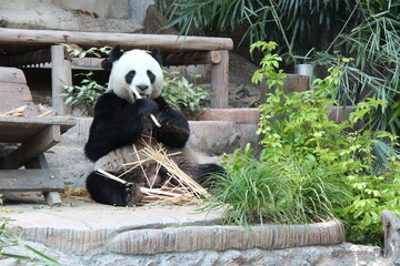 giant panda in a zoo in chiang mai in thailand  © frdric