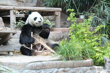 giant panda in a zoo in chiang mai in thailand  © frdric