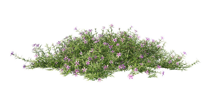 Low creeping phlox flowering shrub with small purple blossoms isolated on black background for graphic compositing