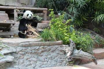 giant panda in a zoo in chiang mai in thailand  © frdric